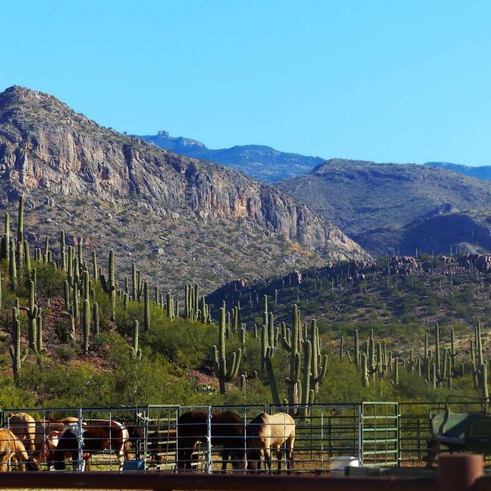 Lorphic’s Specialized Services For Entrepreneurs In Vail, Az